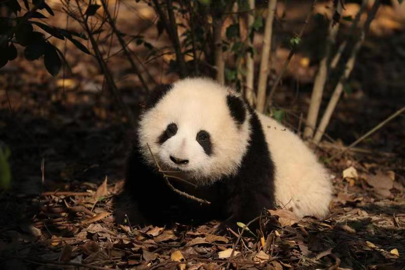 “百变熊猫基地和花”信用卡官宣上“兴”，快来接收这份超萌大礼！