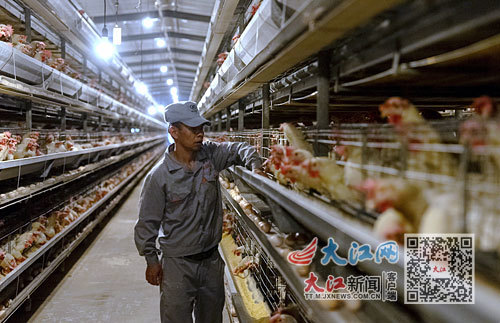 在位于贵溪市的江西康益禽业发展有限公司，工作人员正在观察智能化鸡舍情况。江西日报全媒体记者 朱兆恺摄
