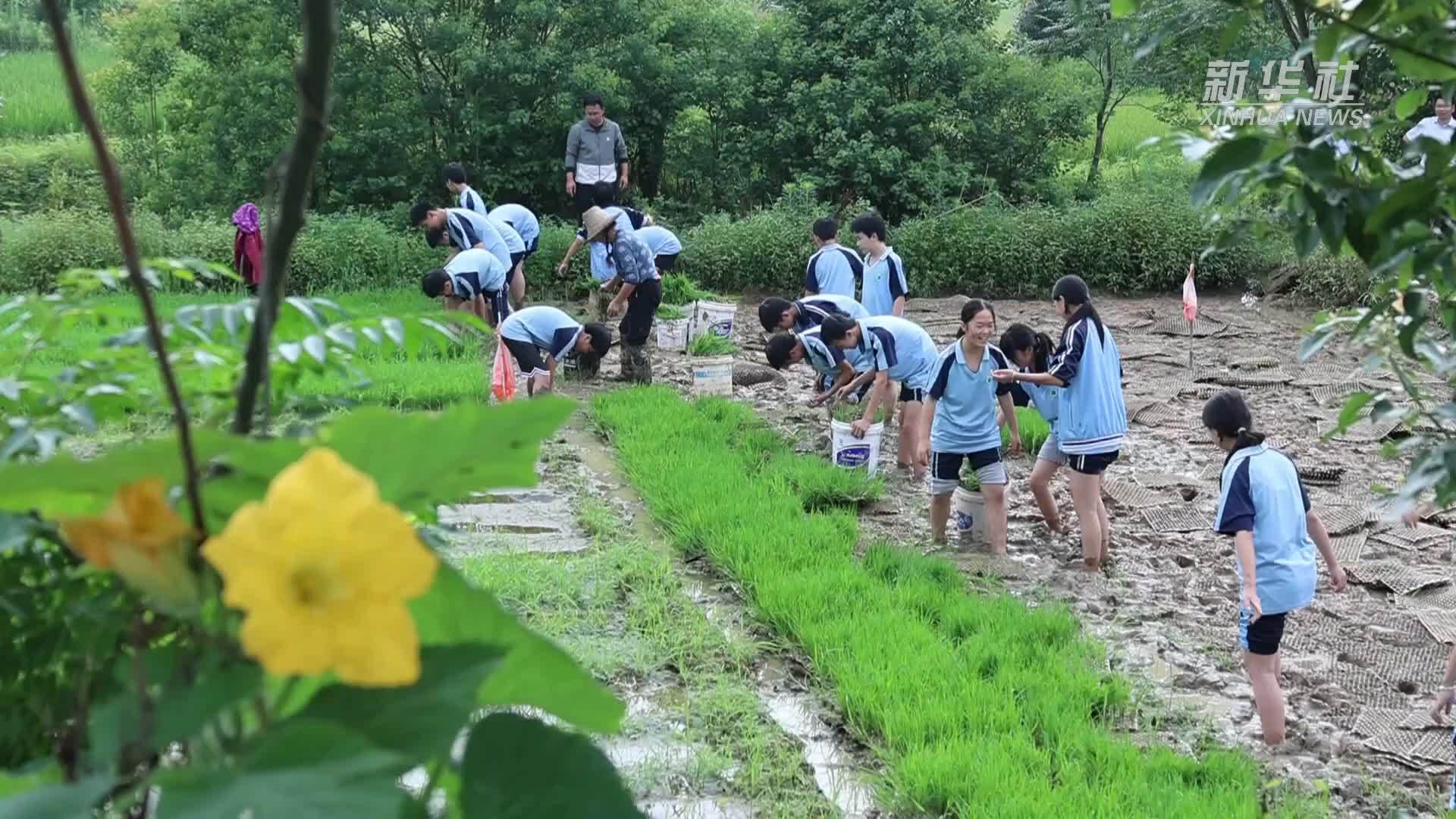 江西吉安：劳动实践课 抛秧种菜忙