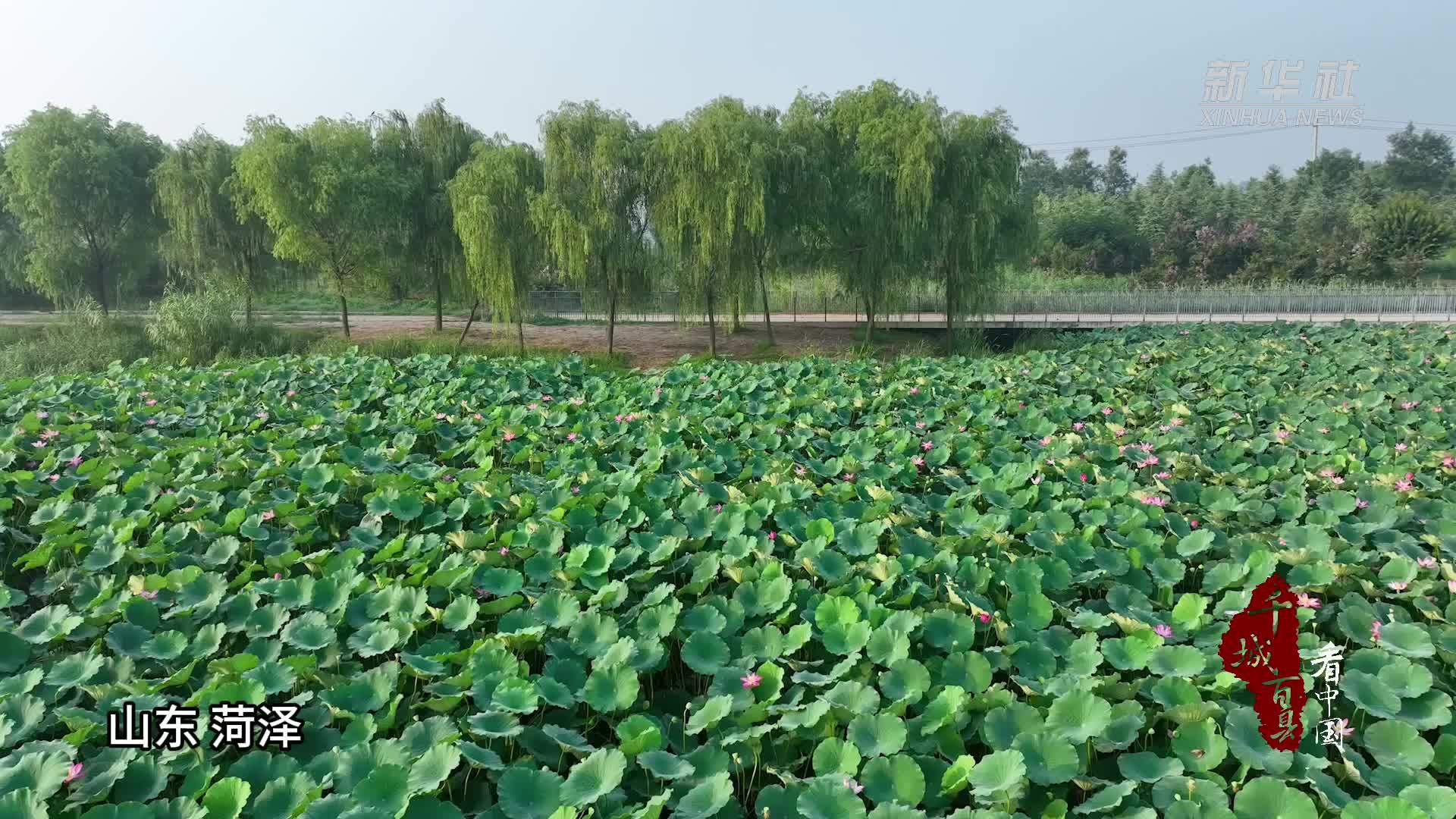 千城百县看中国｜山东菏泽：荷花盛开 夏意满塘