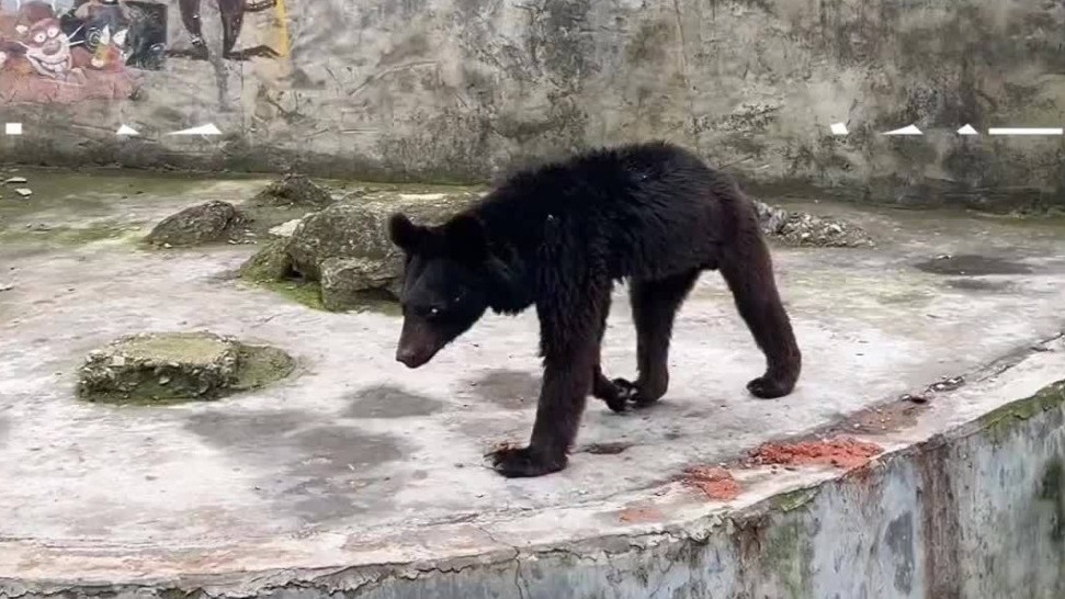 瘦骨嶙峋的动物图片