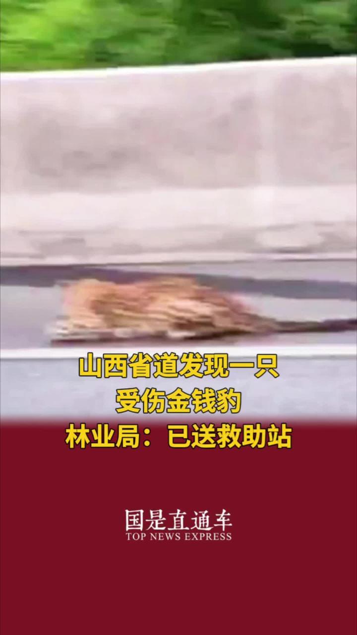 山西省道发现一只受伤金钱豹林业局已送救助站