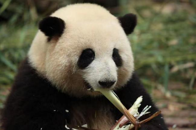 “百变熊猫基地和花”信用卡官宣上“兴”，快来接收这份超萌大礼！