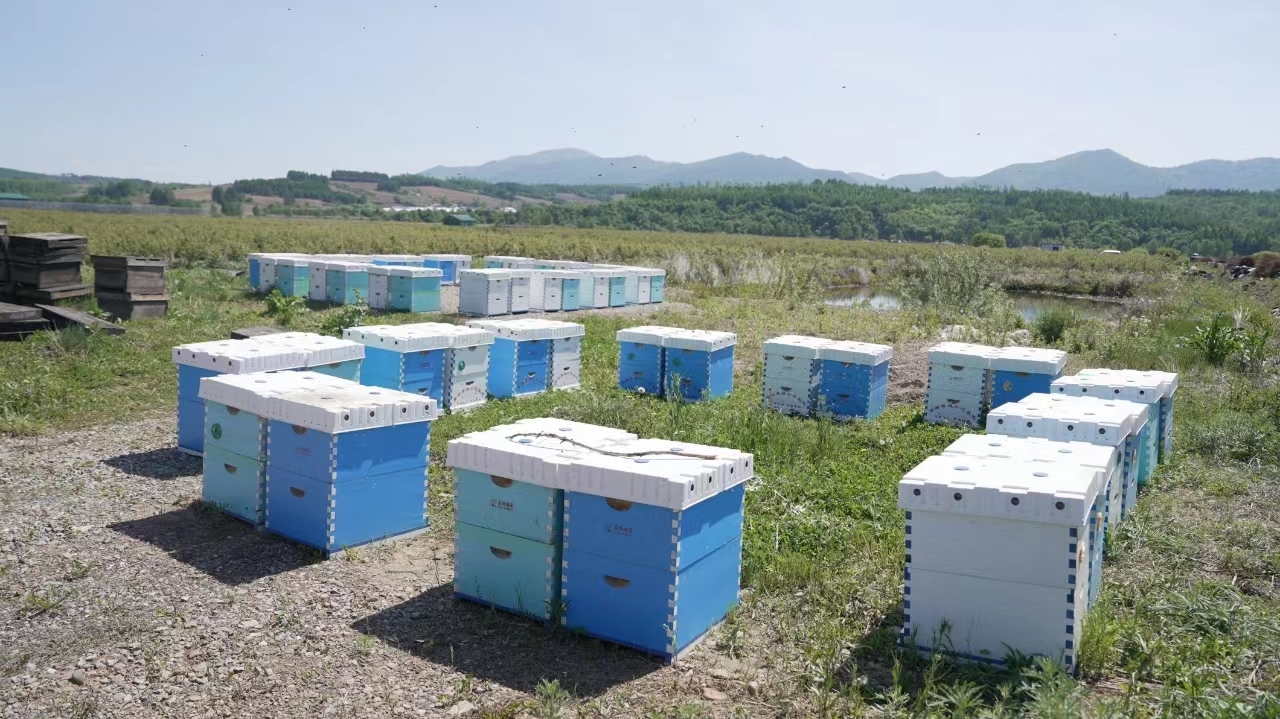 蓝莓花开抢授粉 科技助农生活甜