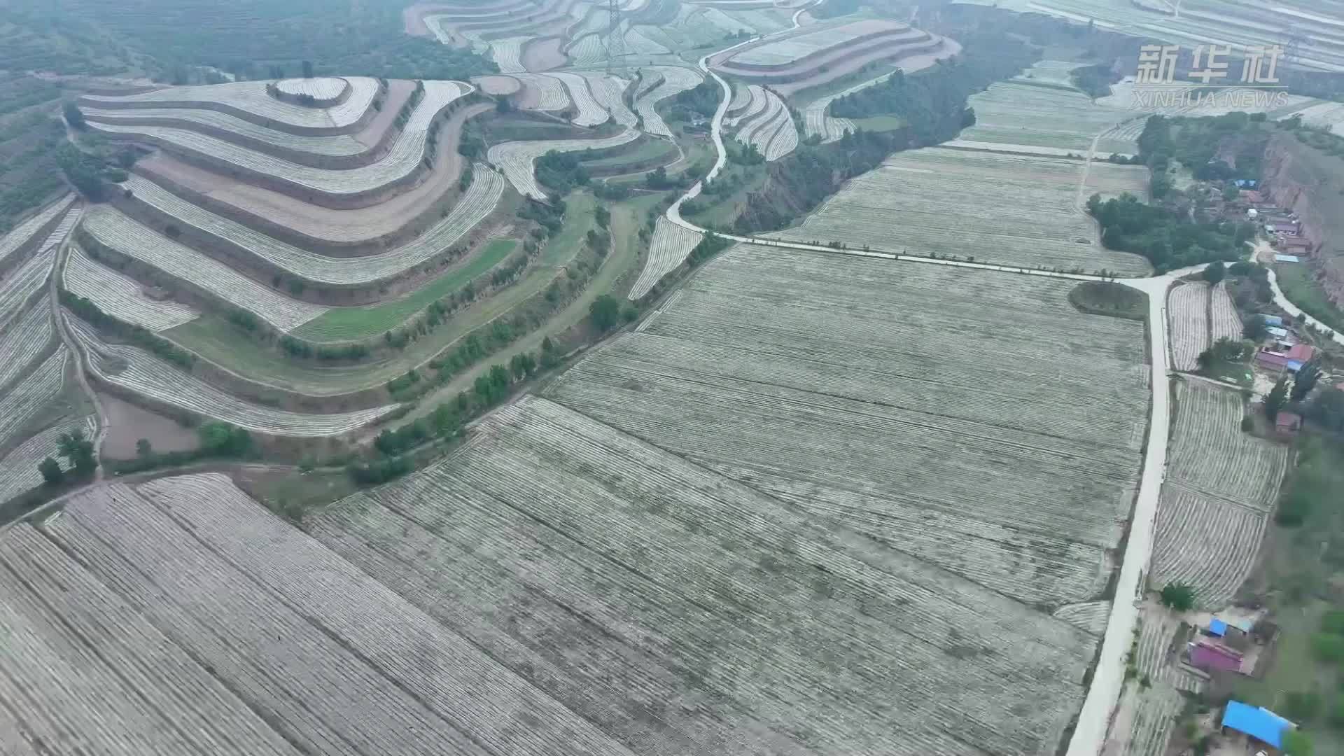 “玉豆套种”助力田间“双赢”