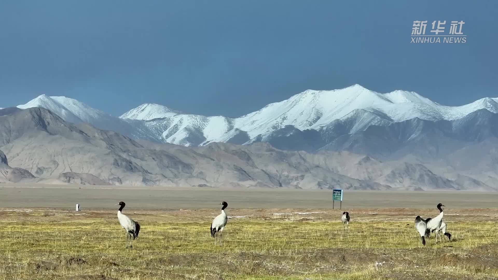 新疆阿尔金山：成群黑颈鹤管护站旁安家