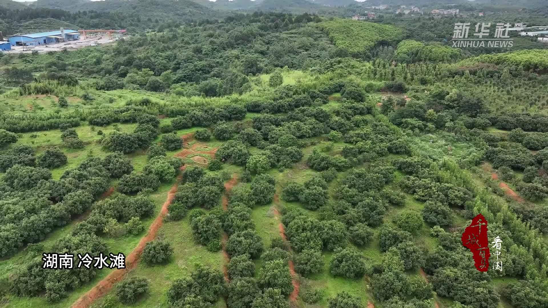 千城百县看中国｜湖南冷水滩：杨梅熟了