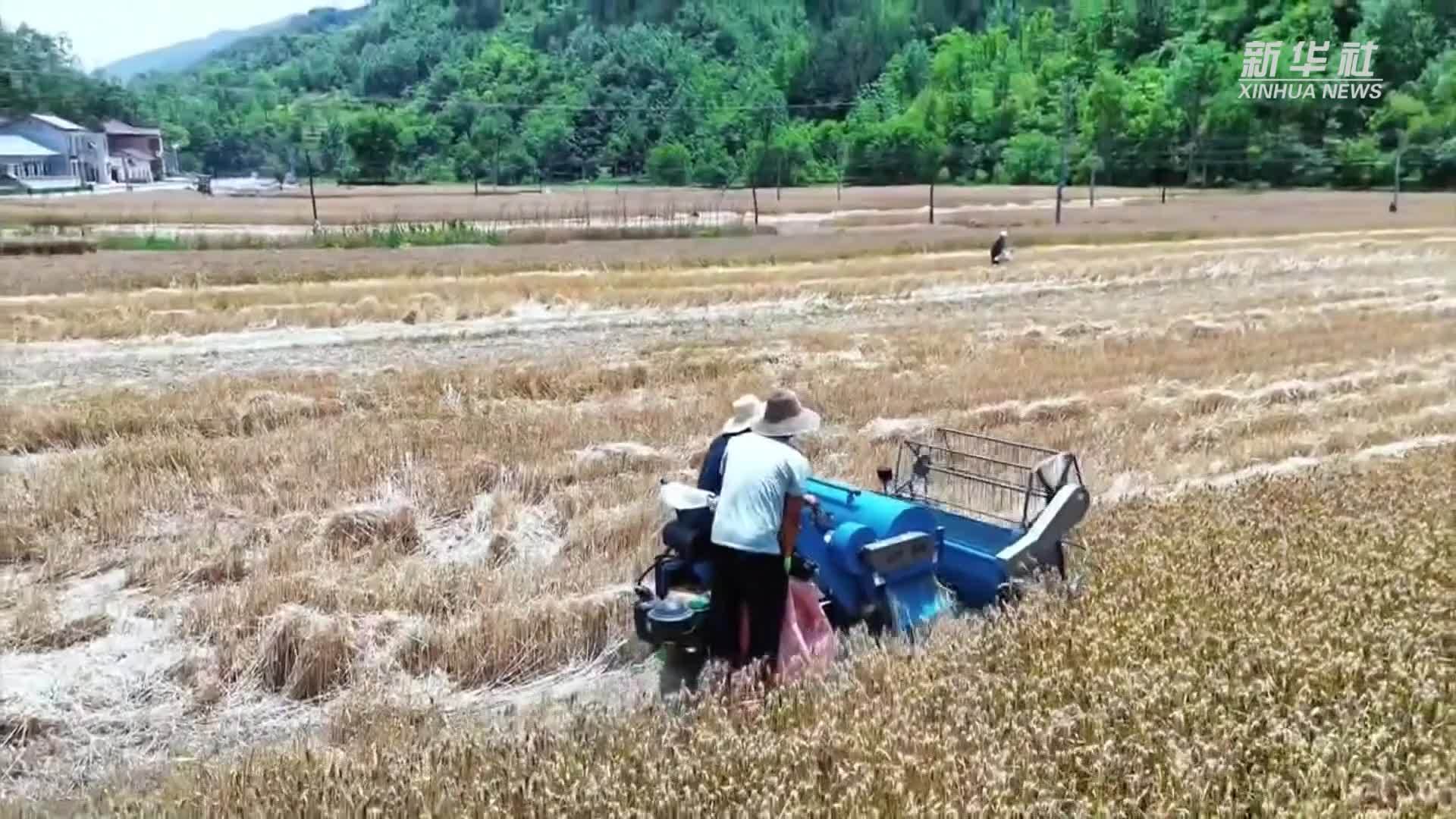 秦岭深处：小麦抢收忙