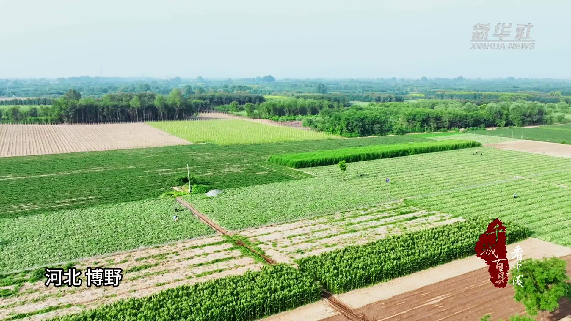 千城百县看中国｜河北博野：西瓜丰收 瓜熟果落遍地香