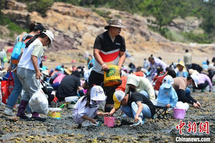 山东青岛：“蛤蜊节”上体验赶海野趣