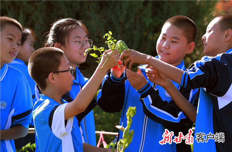 金塔县第四中学的开心农场 新甘肃·甘肃日报通讯员 张学军