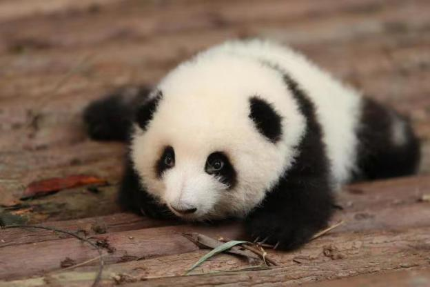 “百变熊猫基地和花”信用卡官宣上“兴”，快来接收这份超萌大礼！