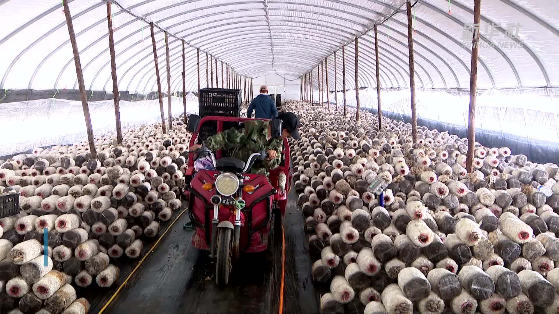 宁夏隆德：菌菇产业助力乡村振兴