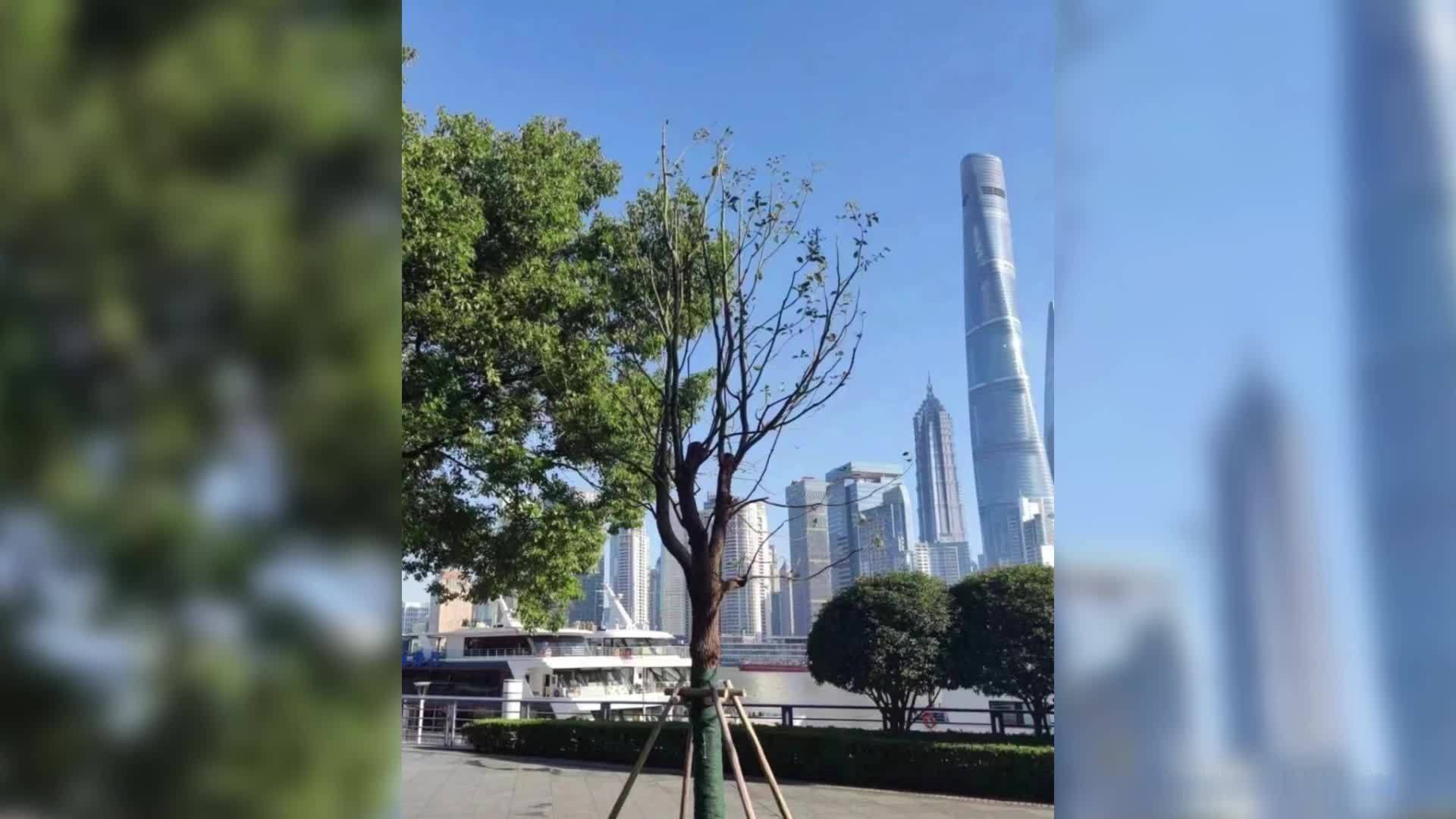 上海外滩一餐厅因香樟树挡视野,私自砍伐7株被罚47万,现已补种完毕