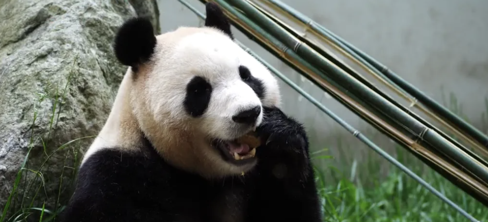 大熊貓“福寶”將在12日與公眾見面