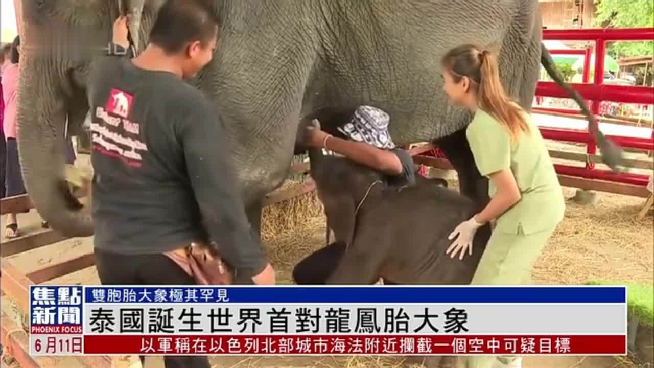 泰国诞生世界首对龙凤胎大象