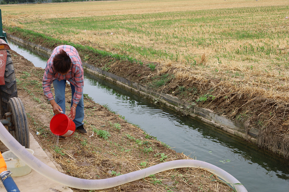 村民利用水渠里的水，给自己在路边开荒种的庄稼浇水。