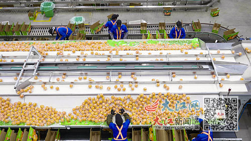 位于信丰高新技术产业园区的信丰农夫山泉饮料有限公司，工人正在生产线上筛选脐橙鲜果。江西日报全媒体记者 史港泽摄
