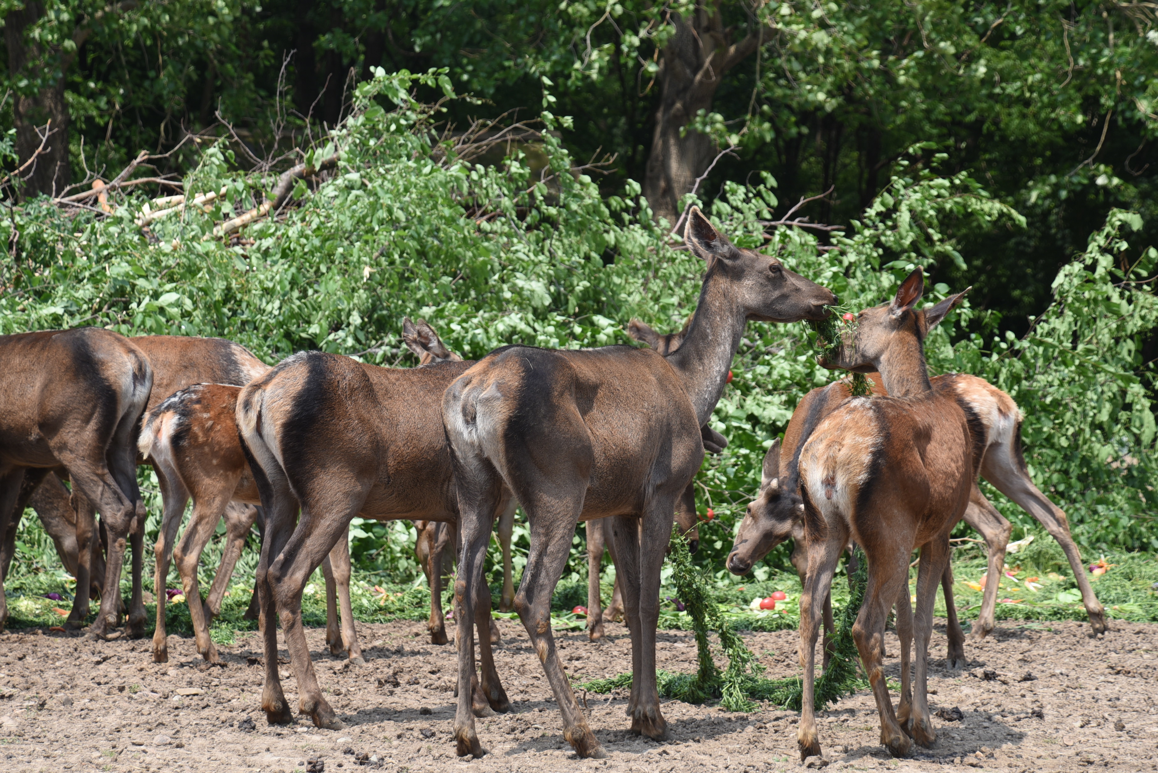 哈尔滨:动物也来过端午 嗨吃"花式粽子"凤凰网黑龙江_凤凰网