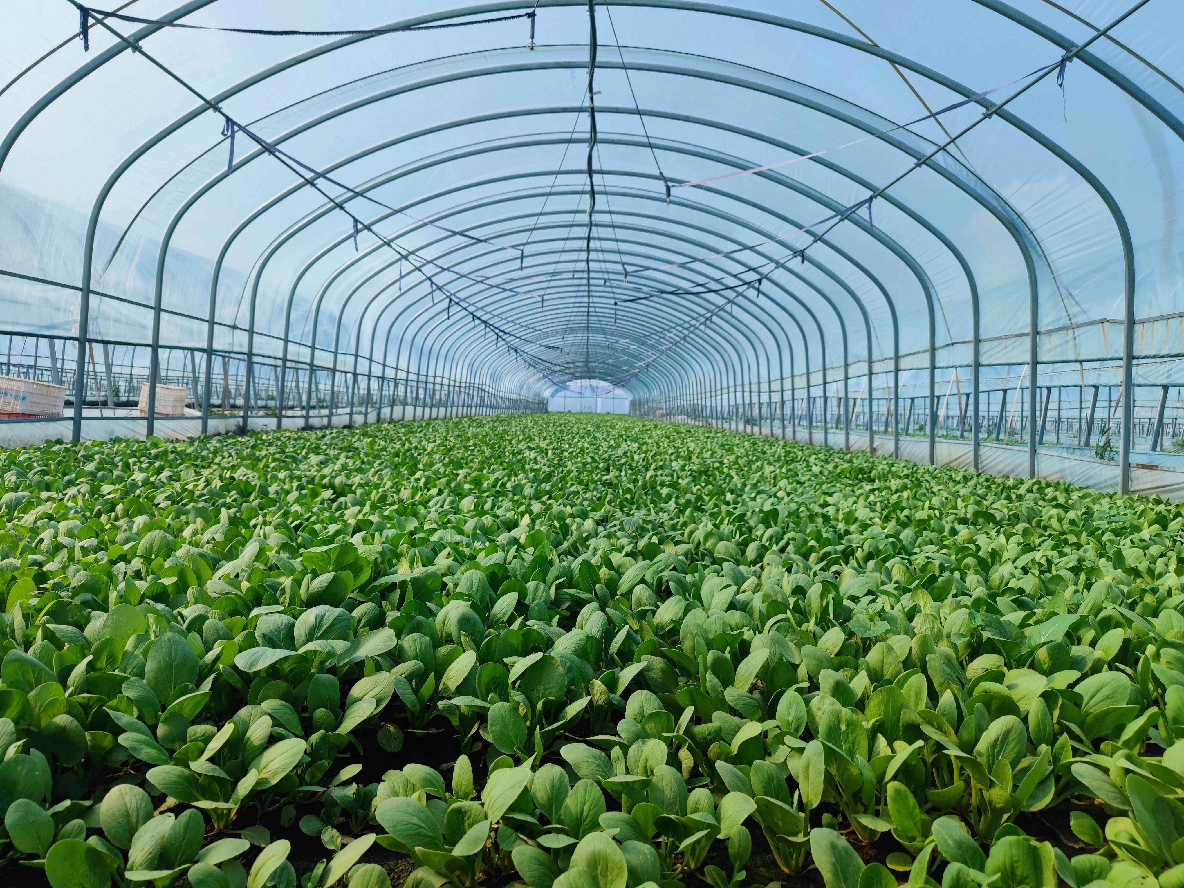 于2020年底在南王楼村及临近的唐庄,石洼等村建设蔬菜大棚,并出台"在