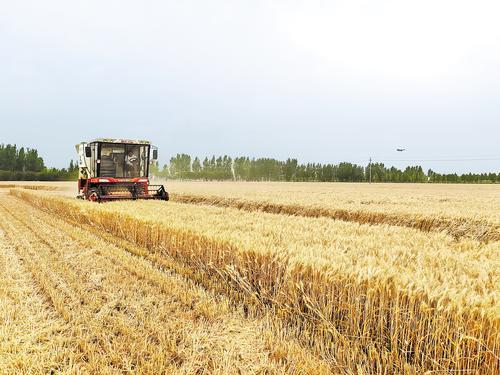 6月5日，在曲周县第四疃镇付庄村的小麦示范田里，小麦联合收割机正在作业。河北日报记者 郝东伟摄