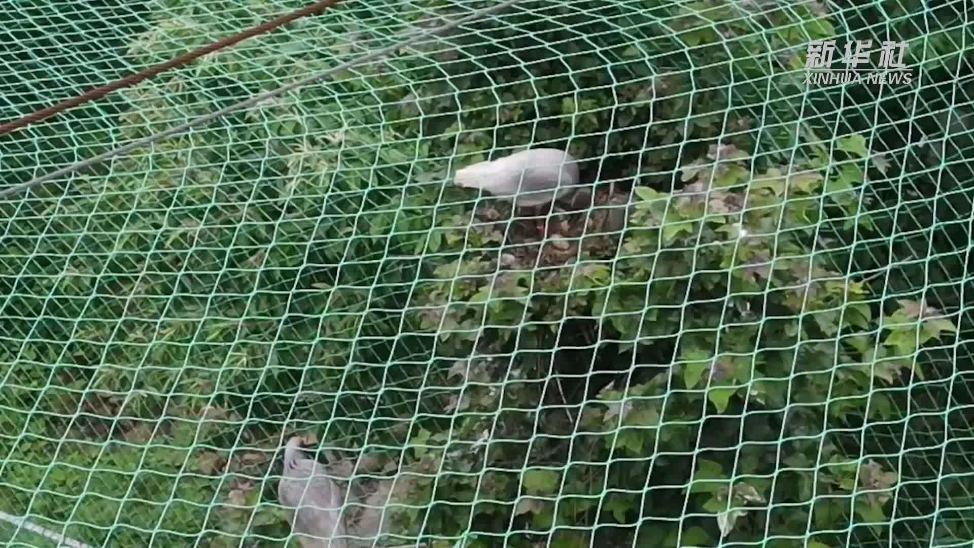 江西自然孵化首只朱鹮成功出壳