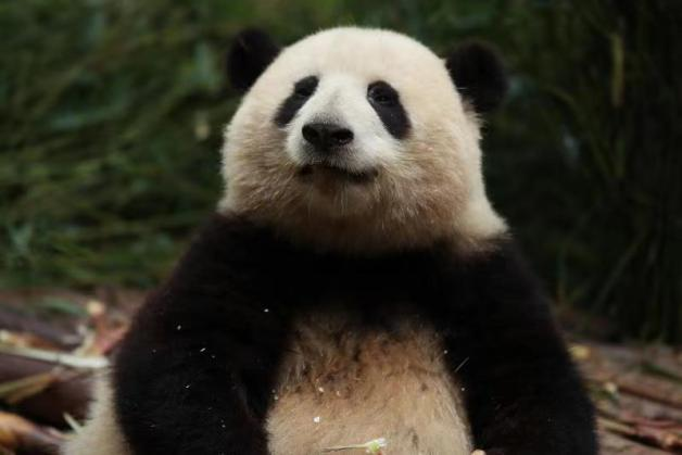 “百变熊猫基地和花”信用卡官宣上“兴”，快来接收这份超萌大礼！