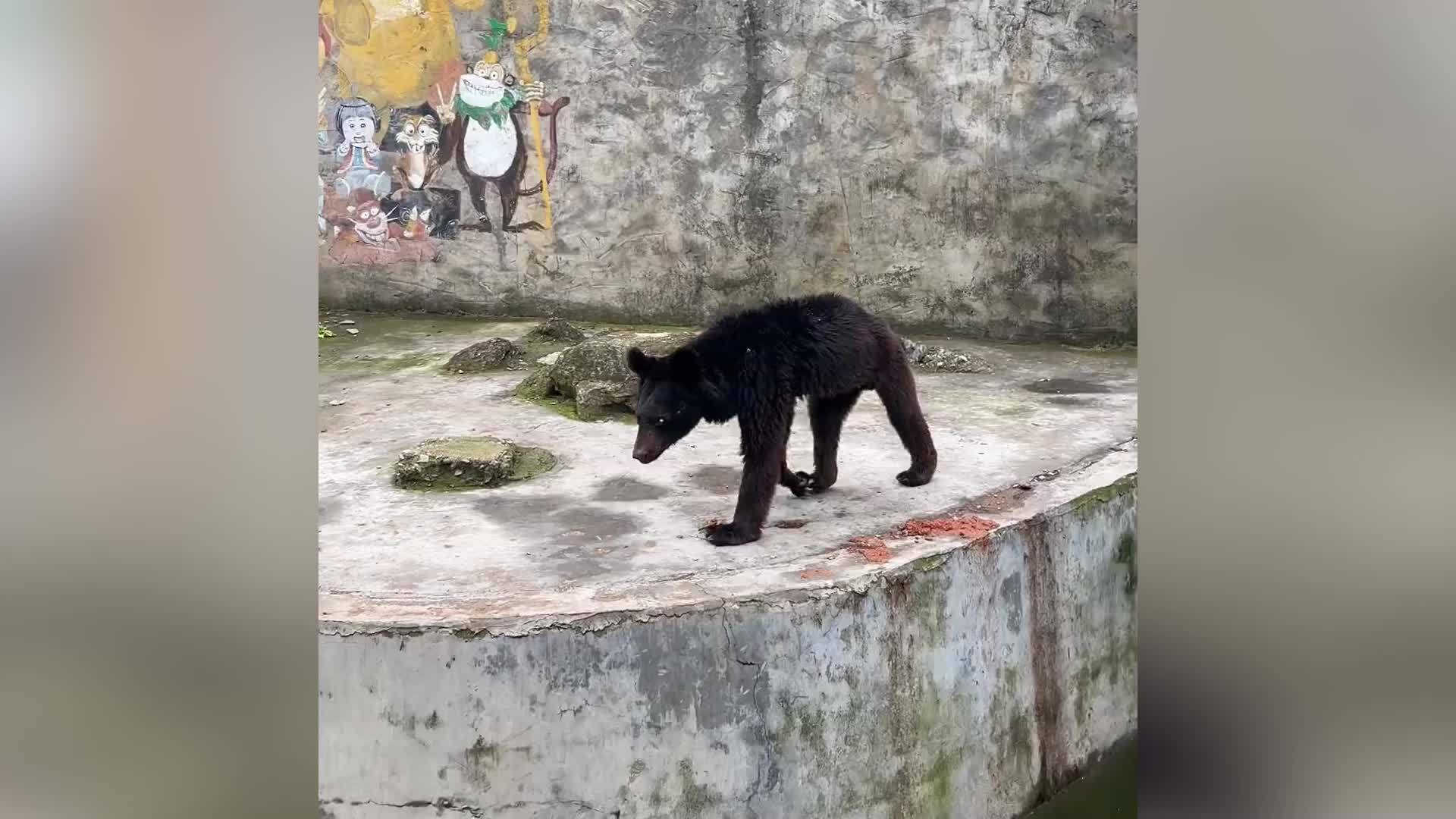 贵州一动物园黑熊被曝"瘦脱相",园方称因其年龄大,官方:相关部门已