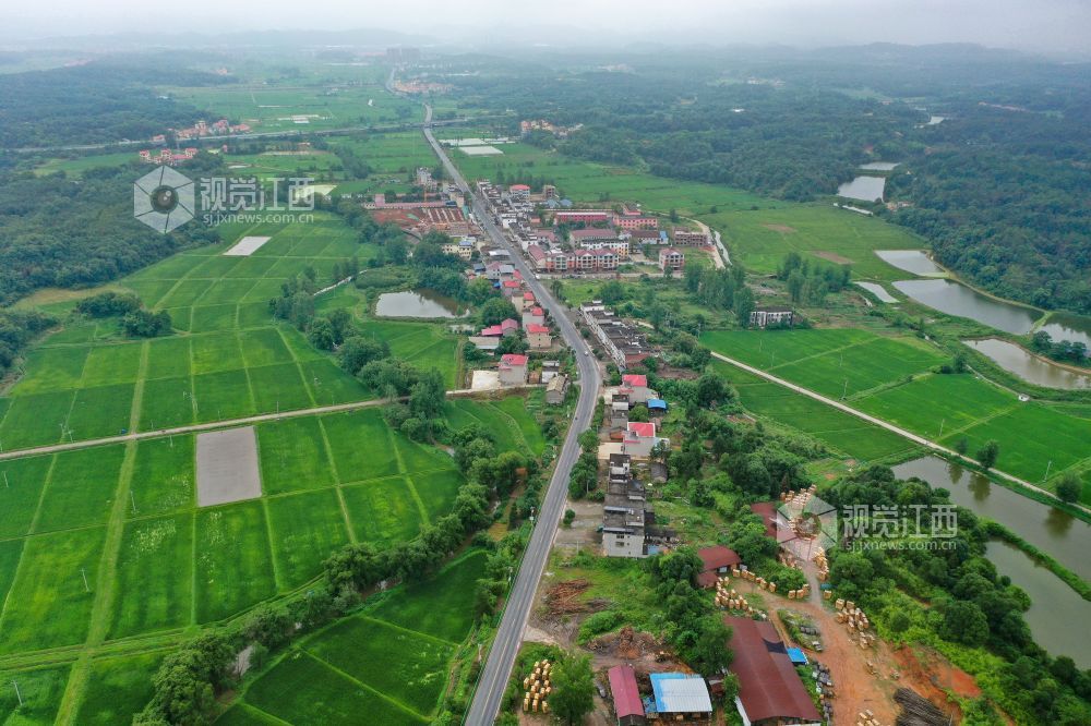 【凤凰网江西频道】奉新县:农村公路变身"黄金路"