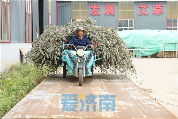 八大庄村村民刘振顺来到艾草加工基地卖艾草。