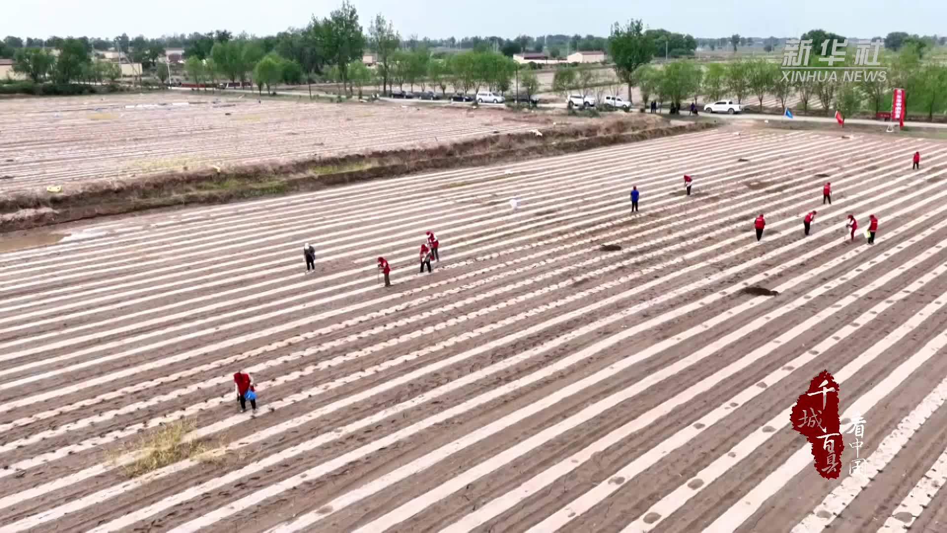 千城百县看中国｜内蒙古：盐碱地里涌动“新希望”