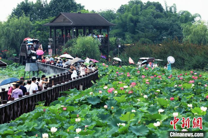 成都千亩荷塘荷花盛开迎来观赏期