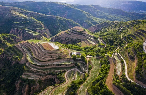 甘肃平凉：黄土高原森林覆盖率大幅提升。