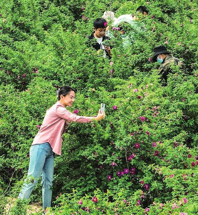 赖家坡村玫瑰园里游客与盛开的玫瑰合影