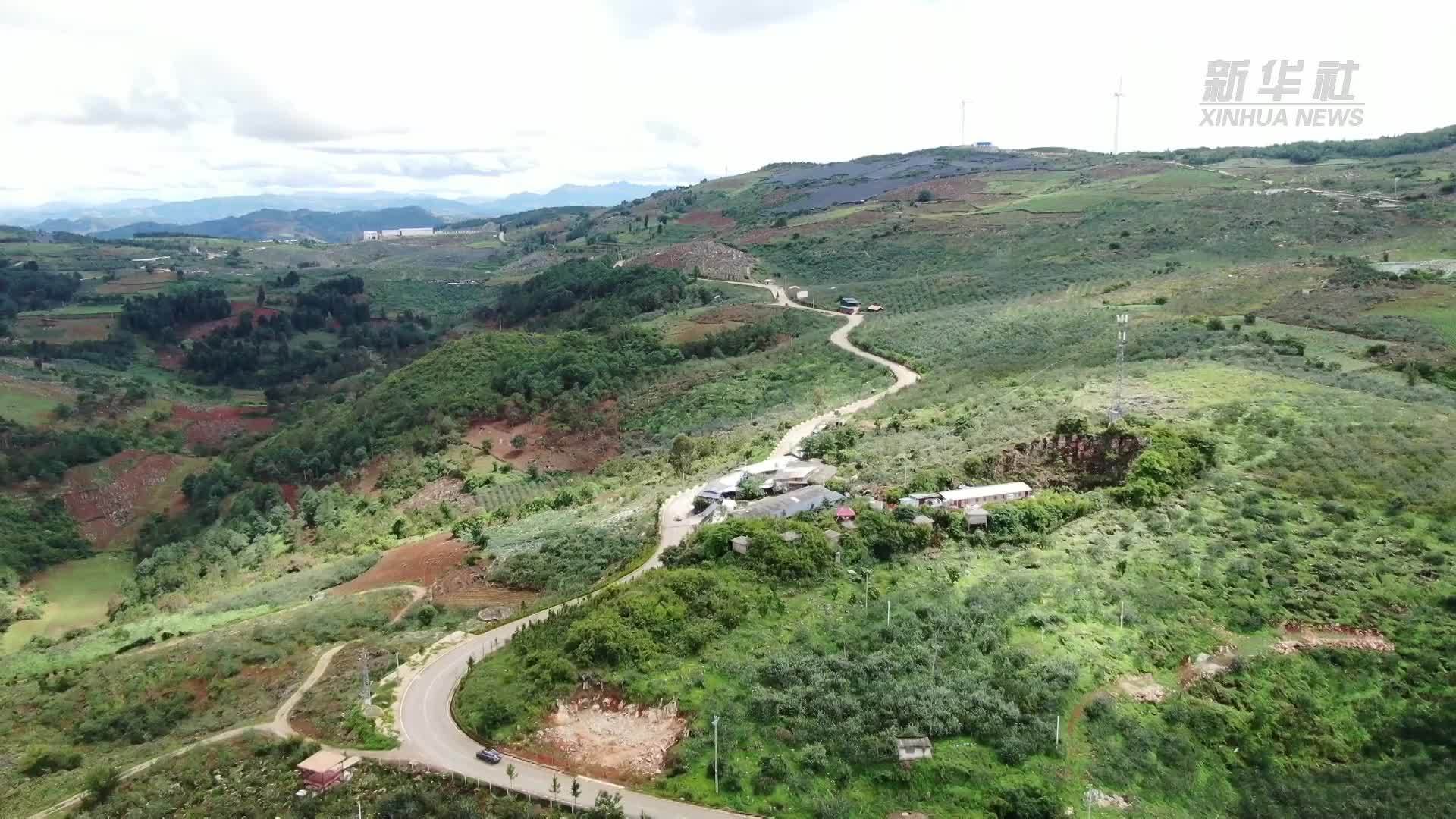 云南蒙自：荒山变“绿洲”果香飘满山