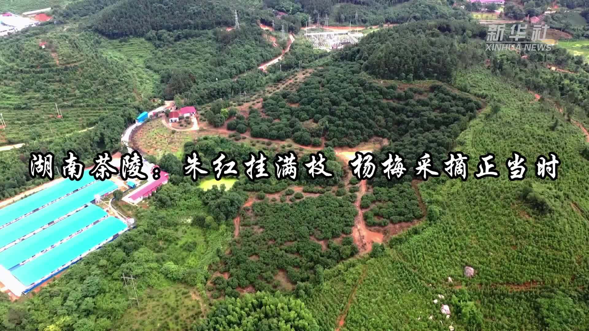 湖南茶陵：朱红挂满枝 杨梅采摘正当时