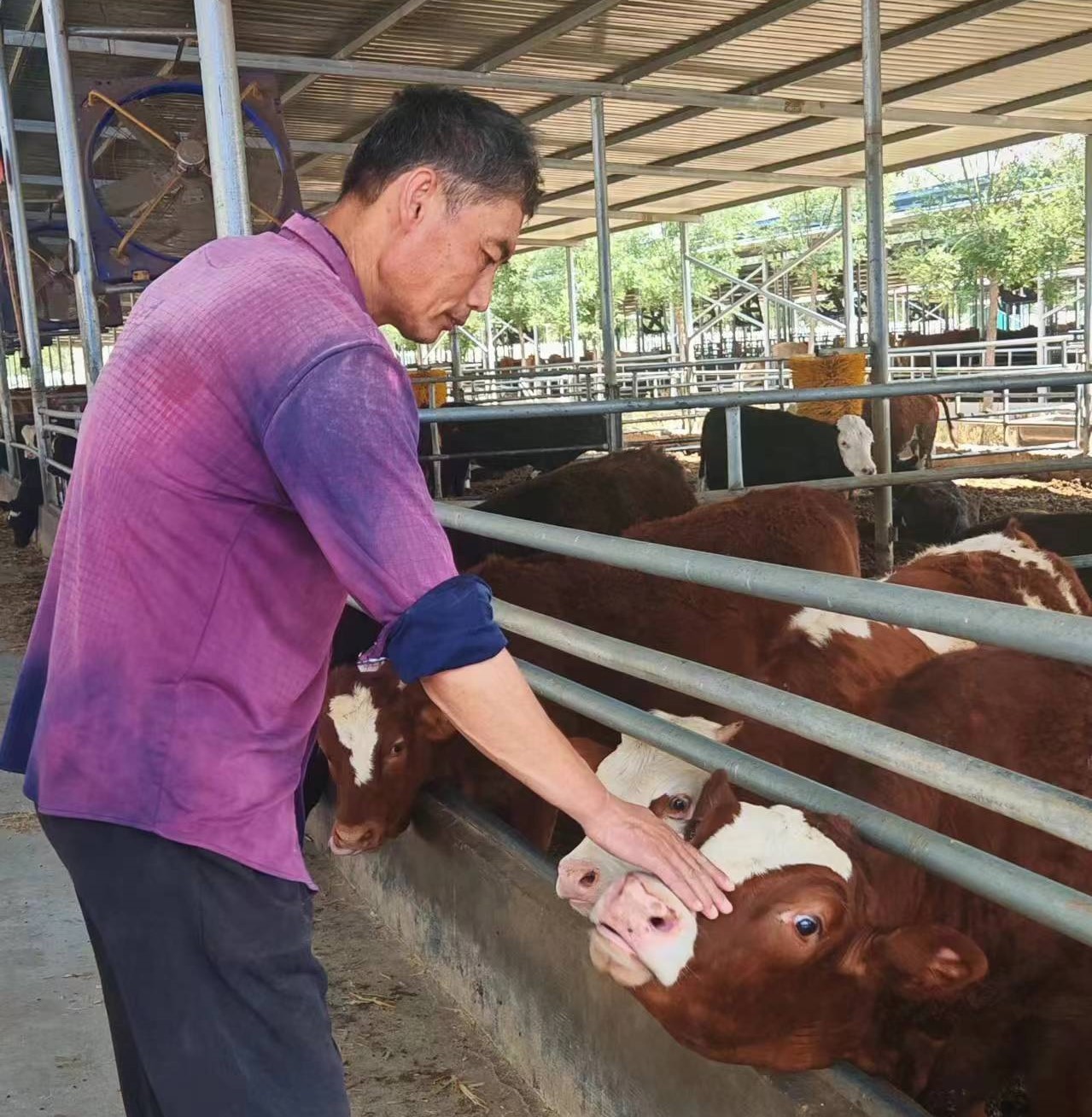 赵健在养殖场查看育肥牛的生长状况