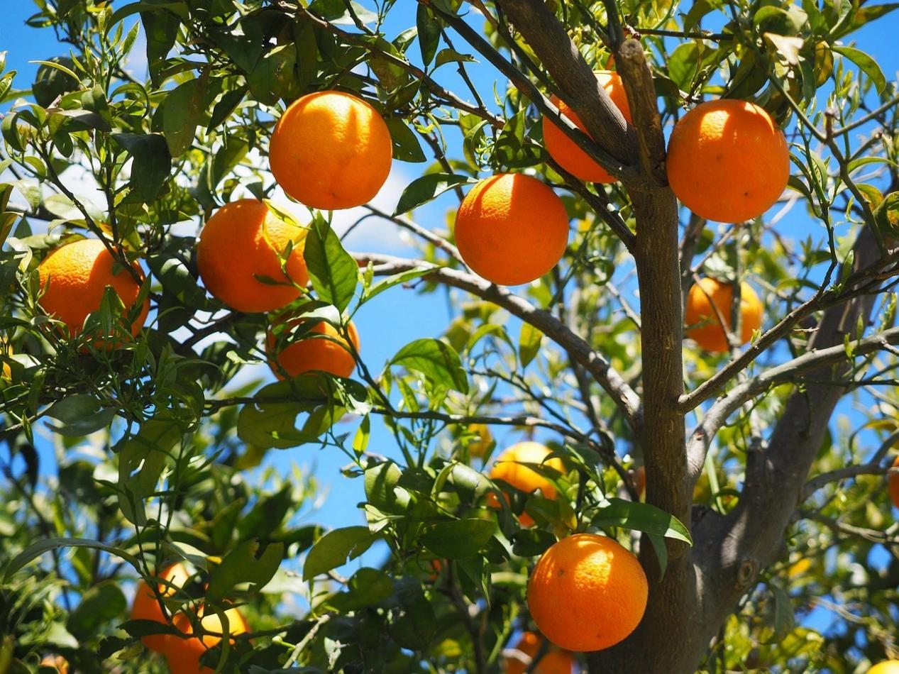 树上的奉节脐橙圆圆滚滚，更是可爱。 奉节县脐橙产业协会供图