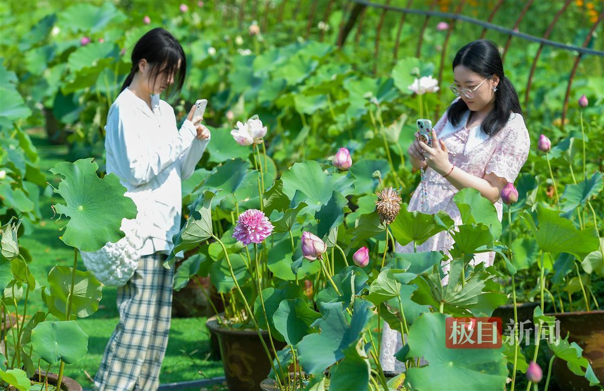 游客在东西湖武汉（中国）文艺家农场的荷园内赏花
