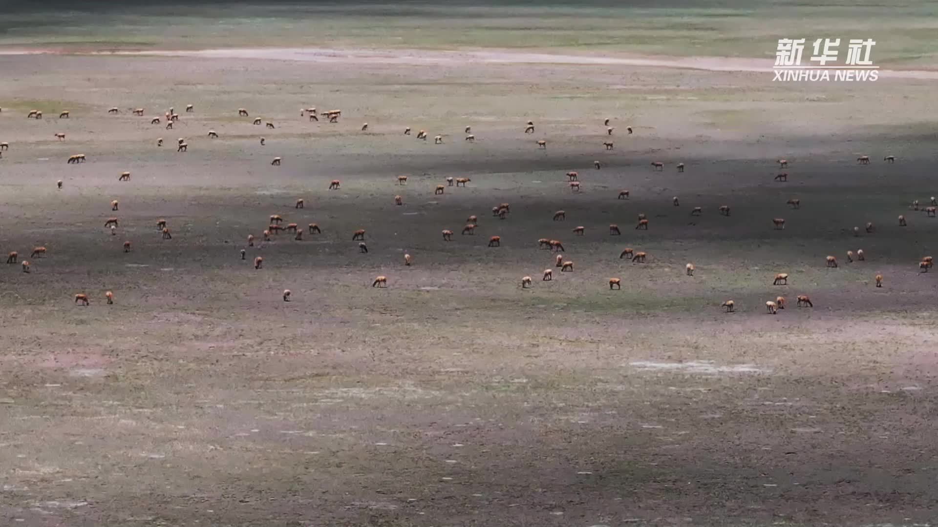 神奇动物在西藏｜羌塘藏羚羊进入产羔期