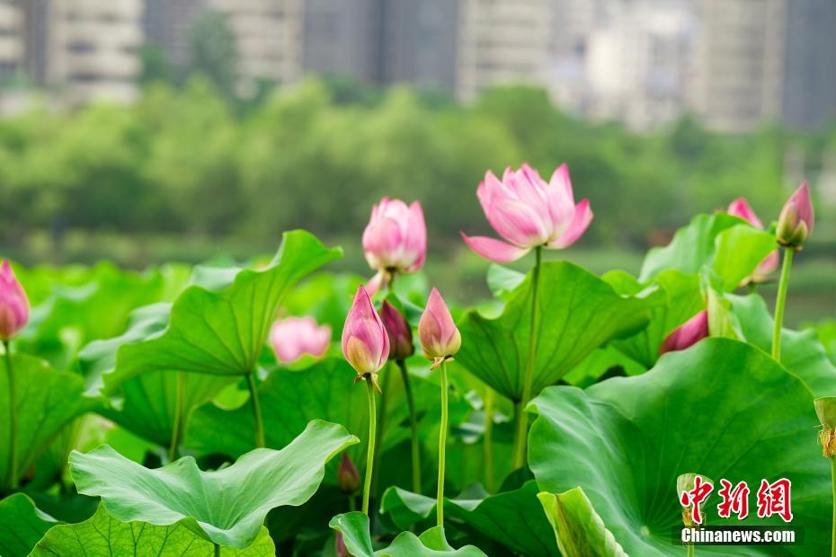 湖北武汉：游人络绎游沙湖 千年楚韵染荷香