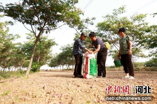 图为内丘县富家沟村村民在采收绒花。 刘继东 摄