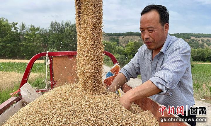 图为小麦收割现场。