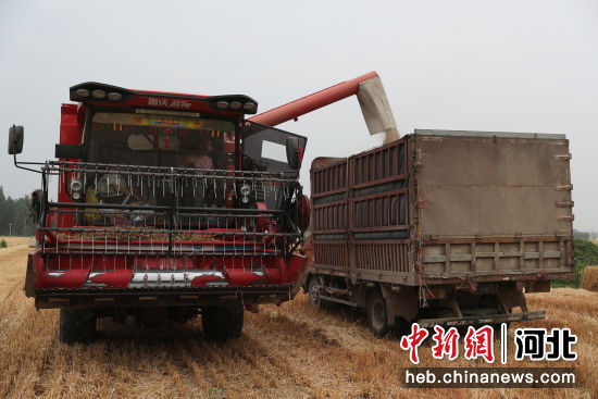 小麦脱粒装车。 赵端 摄