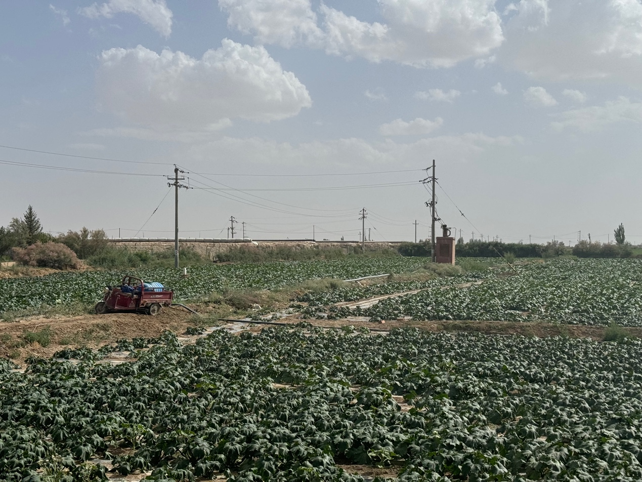 农民用三轮车拉水浇地　本文图片均为澎湃新闻记者　刁凡超　摄