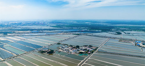 6月18日拍摄的曹妃甸区十里海养殖场河豚小镇。 河北日报通讯员季春天摄