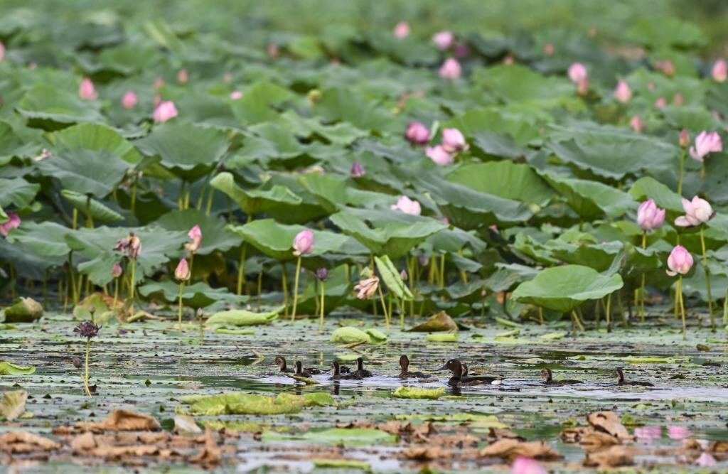 青头潜鸭一家。张学农 摄
