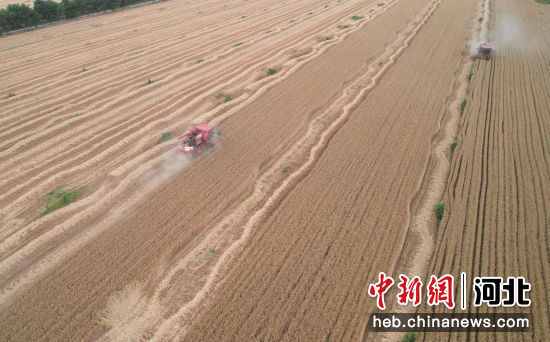 小麦联合收割机正在作业。(无人机照片) 吴潇 摄