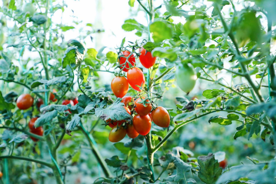 国务院副总理刘国中来青岛，所为何事？