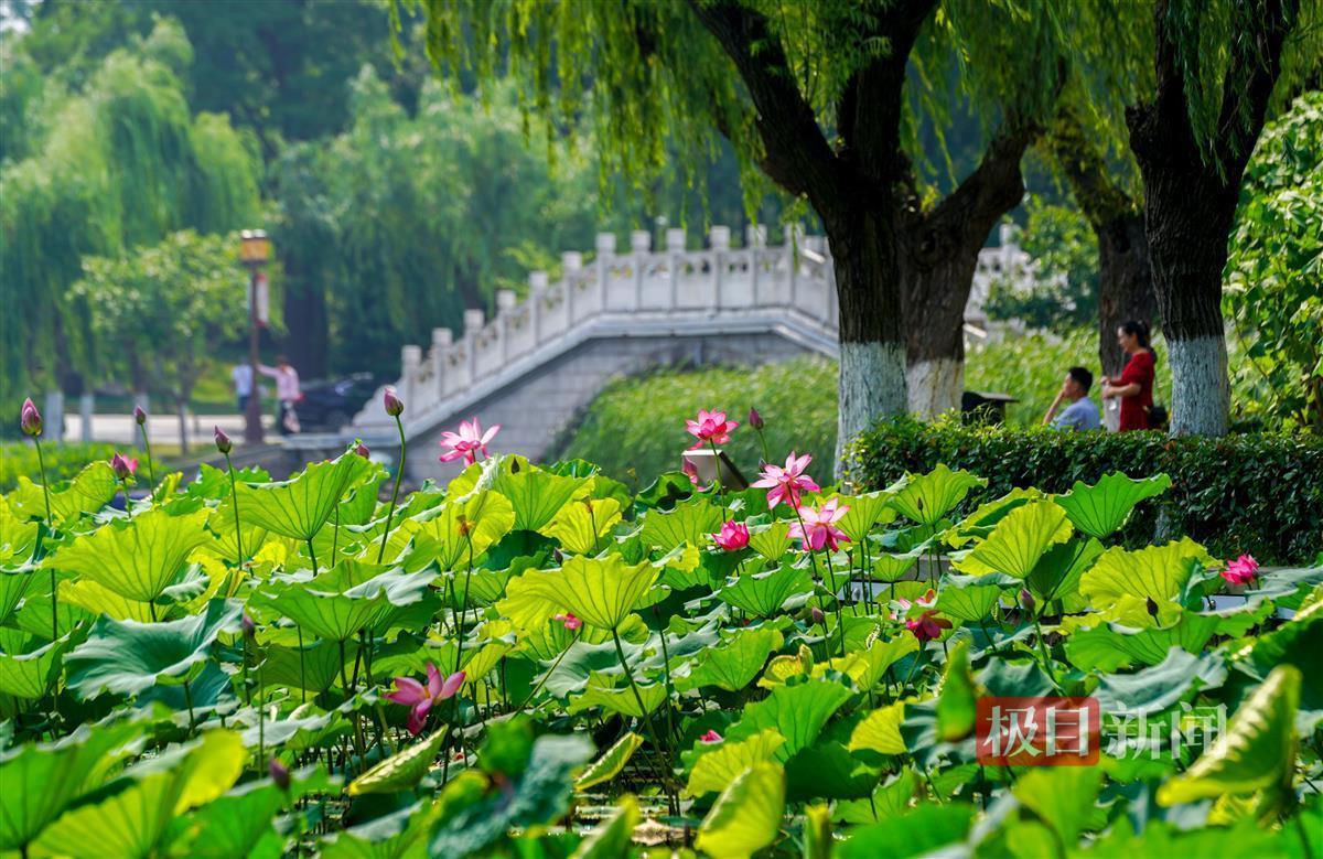 荷花绽放美如画 武汉东湖赏荷正当时凤凰网湖北_凤凰网